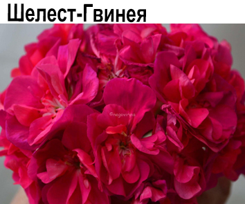 Пеларгония густомахровая Шелест-Гвинея   НОВИНКА КАТАЛОГА