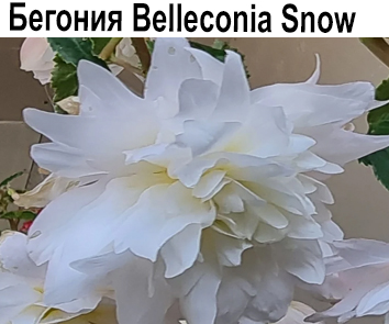 Бегония Belleconia Snow