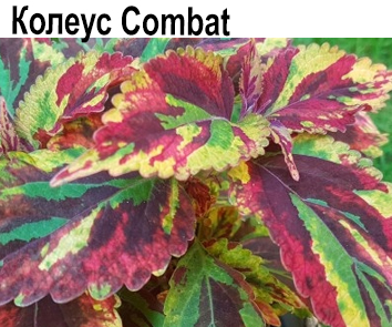 Колеус Combat