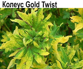 Колеус Gold Twist