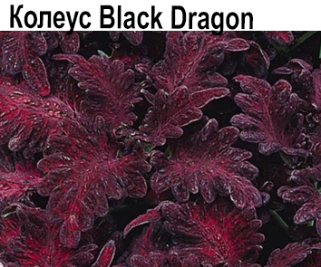 Колеус Black Dragon