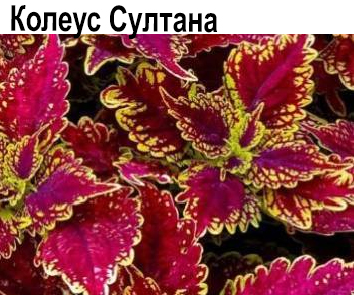 Колеус Султана
