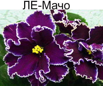 ЛЕ-Мачо (Лебецкая)