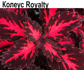 Колеус Royalty  НОВИНКА КАТАЛОГА