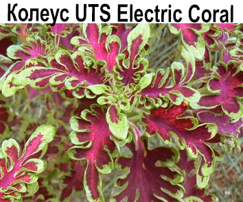 Колеус UTS Electric Coral  НОВИНКА КАТАЛОГА