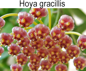 Хойя  Gracillis  НОВИНКА КАТАЛОГА