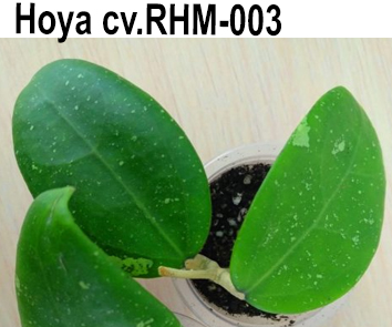 Хойя cv.RHM-003  НОВИНКА КАТАЛОГА