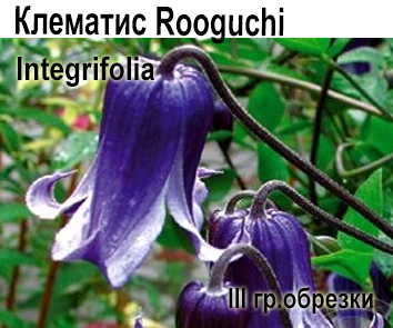 Клематис Rooguchi  (княжик)  НОВИНКА КАТАЛОГА