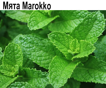 Мята Марокко