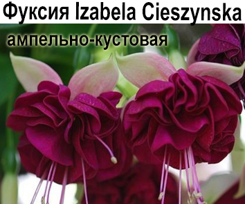 Фуксия Izabela Cieszvnska амп- куст  НОВИНКА КАТАЛОГА