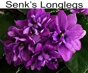 Senk’s Longlegs (R.Follet/D.Senk)