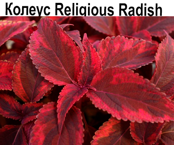 Колеус Religious Radish