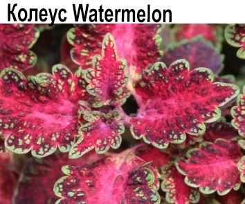Колеус Watermelon