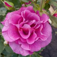 Виолетт Парфюм (Violette Parfumee) ЗКС