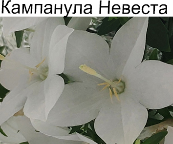 Кампанула  белая простая Невеста