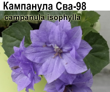 Кампанула  СВА-98