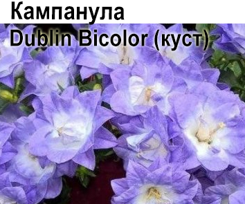 Кампанула Dublin Bicolor куст