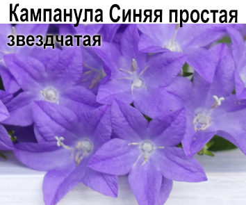 Кампанула синяя простая звездчатая