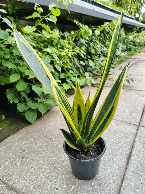 Сансевиерия Golden Flame