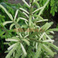Ель канадская Дент (Picea glauca Dent)