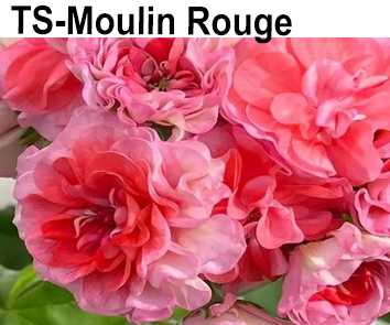 Пеларгония розебудная TS-Moulin Rouge  НОВИНКА КАТАЛОГА