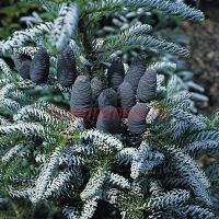 Пихта корейская Сильберлок (Abies koreana Silberlocke)