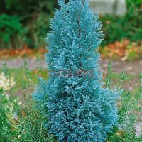 Кипарисовик Лавсона Блу Сюрпрайз (Chamaecyparis lawsoniana Blue Surprise)