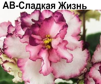 АВ-Сладкая Жизнь  НОВИНКА КАТАЛОГА
