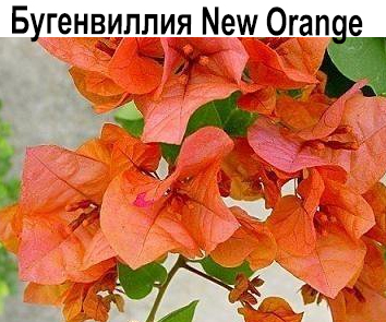 Бугенвиллия New Orange  НОВИНКА КАТАЛОГА