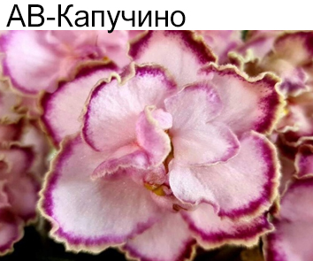 АВ-Капучино