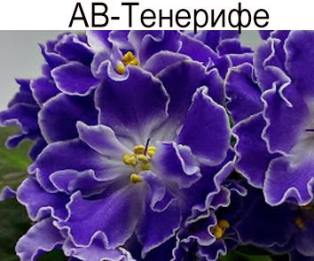 АВ-Тенерифе