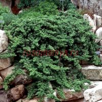 Можжевельник лежачий Нана (Juniperus procumbens Nana)