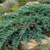Можжевельник горизонтальный Принц Уэльский (Juniperus horizontalis Prince of Wales)