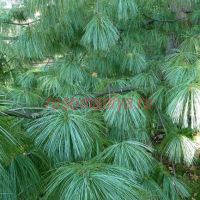 Сосна гималайская Гриффита (Pinus wallichiana Griffithii)