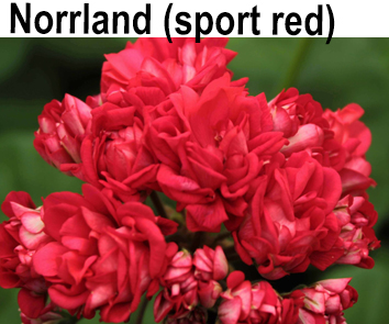 Пеларгония розебудная Nortland (sport red)