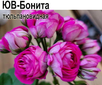 Пеларгония тюльпановидная махровая ЮВ-Бонита  НОВИНКА КАТАЛОГА