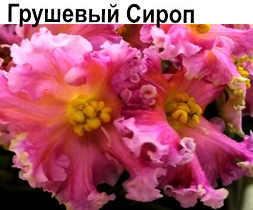 Грушевый Сироп  НОВИНКА КАТАЛОГА