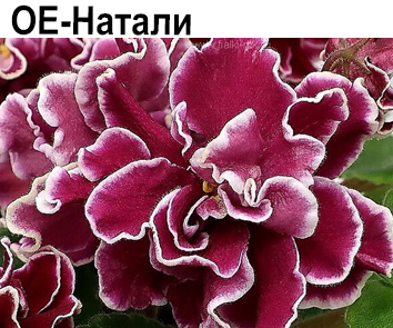 ОЕ-Натали (Егорова)  НОВИНКА