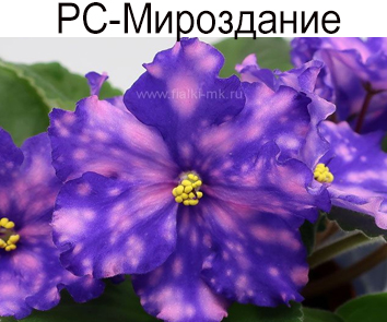 РС-Мироздание (Репкина)
