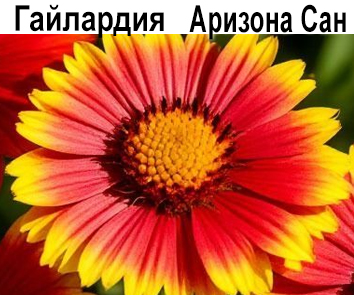 Гайлардия многолетняя