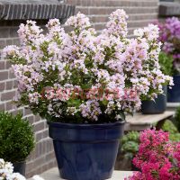 Лагерстремия Вайт Лав Бейб (Lagerstroemia With Love Babe)