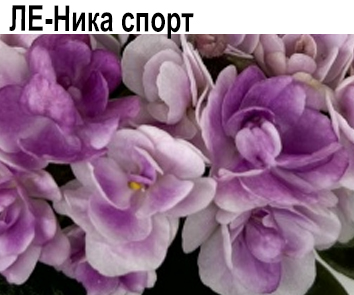 ЛЕ Ника спорт (Лебецкая)