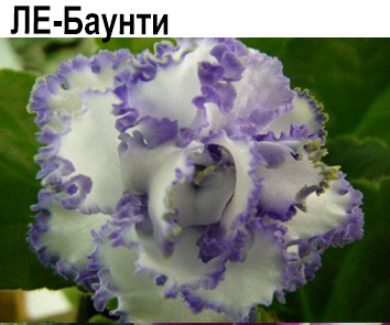 ЛЕ-Баунти (Лебецкая)   НОВИНКА КАТАЛОГА