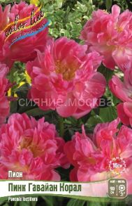 Пион Пинк Гавайан Корал, 3/5 n- 1 шт, Колорлайн
