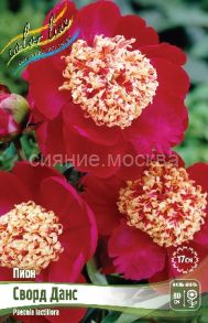 Пион Сворд Данс, 2/3 n - 1 шт Колорлайн