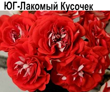 Пеларгония розебудная ЮГ-Лакомый Кусочек  НОВИНКА КАТАЛОГА