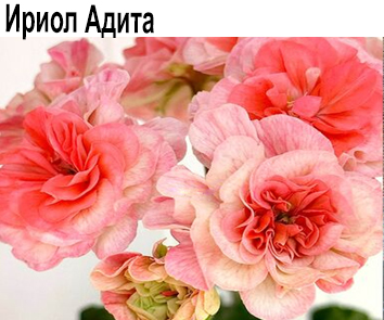 Пеларгония густомахровая компактная Ириол-Адита  НОВИНКА КАТАЛОГА