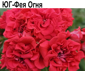 Пеларгония розебудная ЮГ-Фея Огня   НОВИНКА КАТАЛОГА