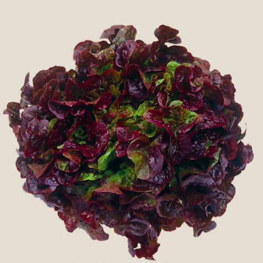 Салат Вишневая дымка, 5г семян