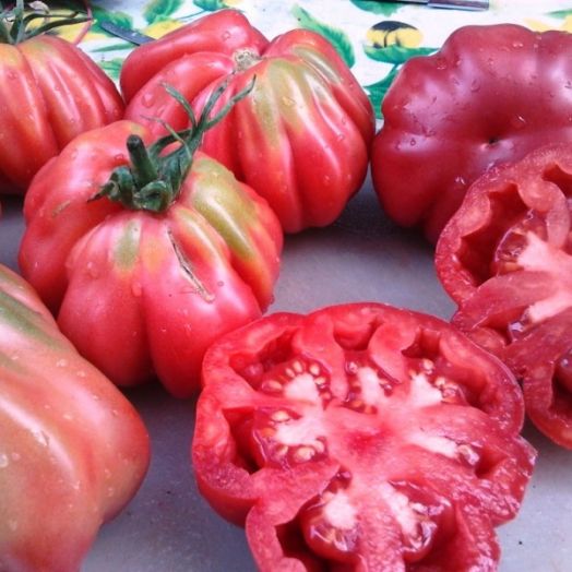 Томат Тлаколула, 50шт семян